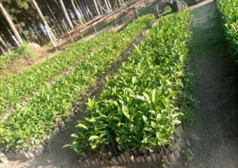 Tree Nursery